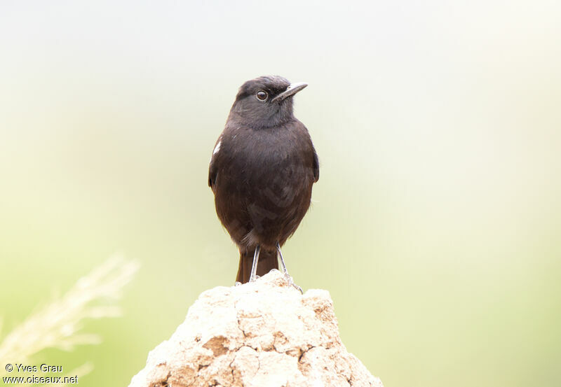 Sooty Chat