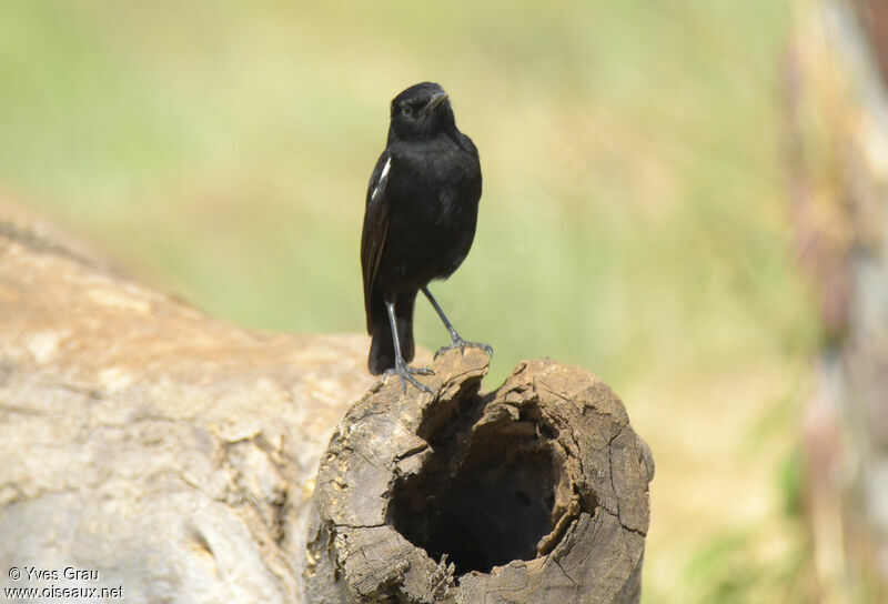 Sooty Chat