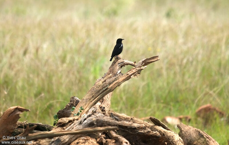 Sooty Chat