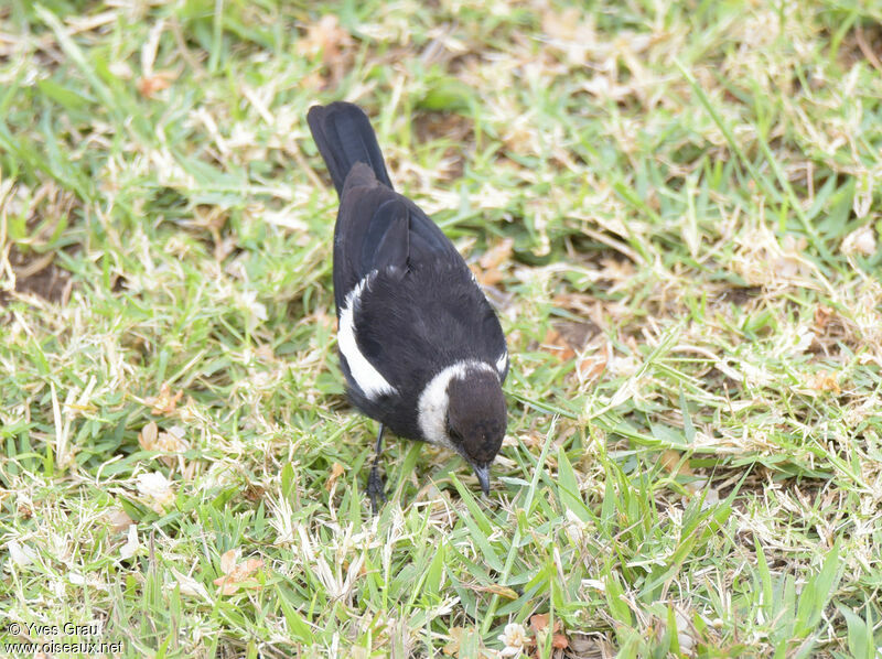 Traquet de Ruaha