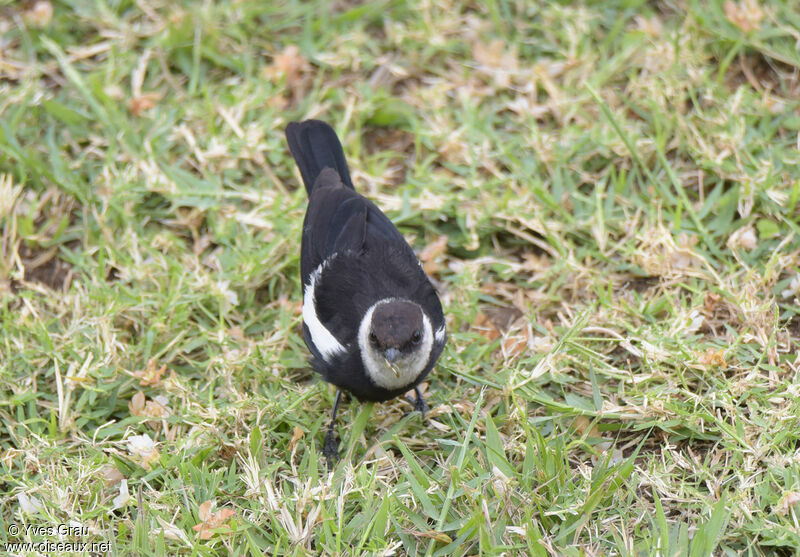 Ruaha Chat