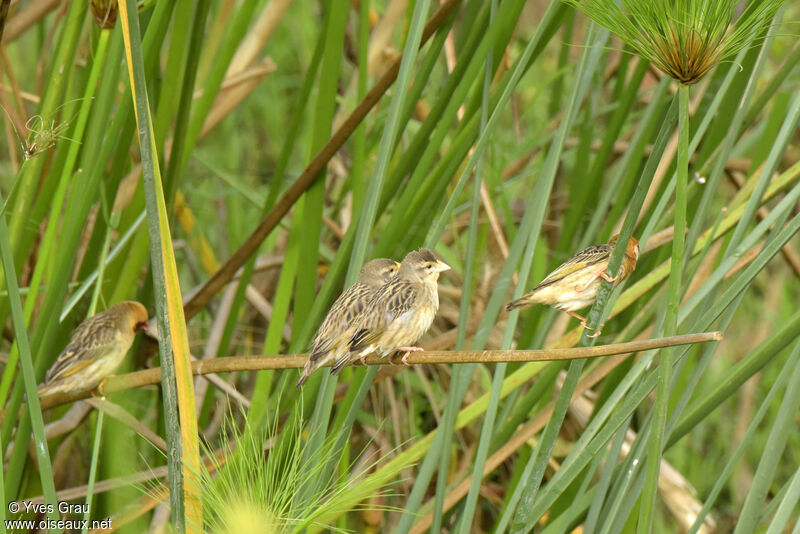 Red-billed Quelea