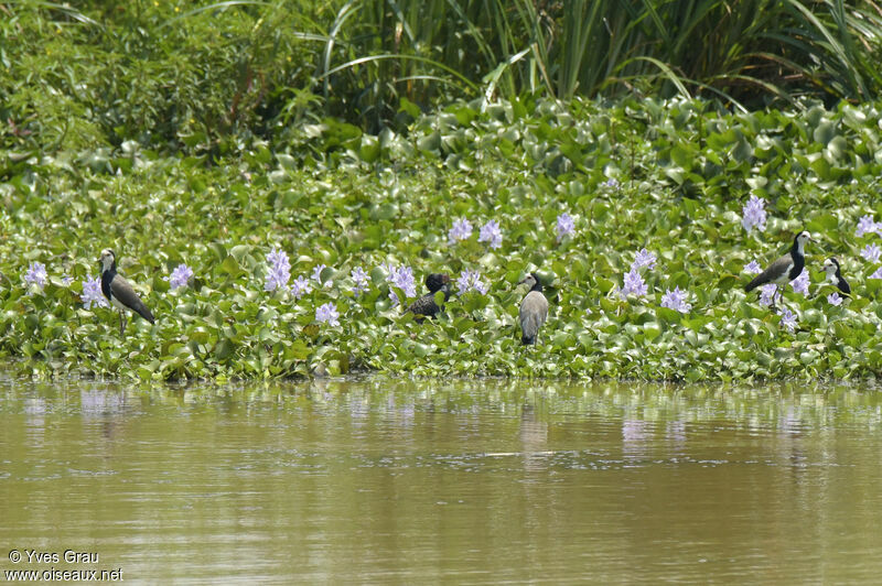 Long-toed Lapwing