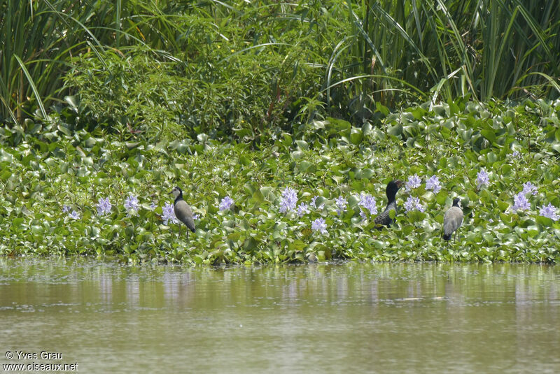 Long-toed Lapwing