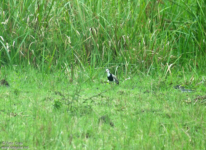 Long-toed Lapwing