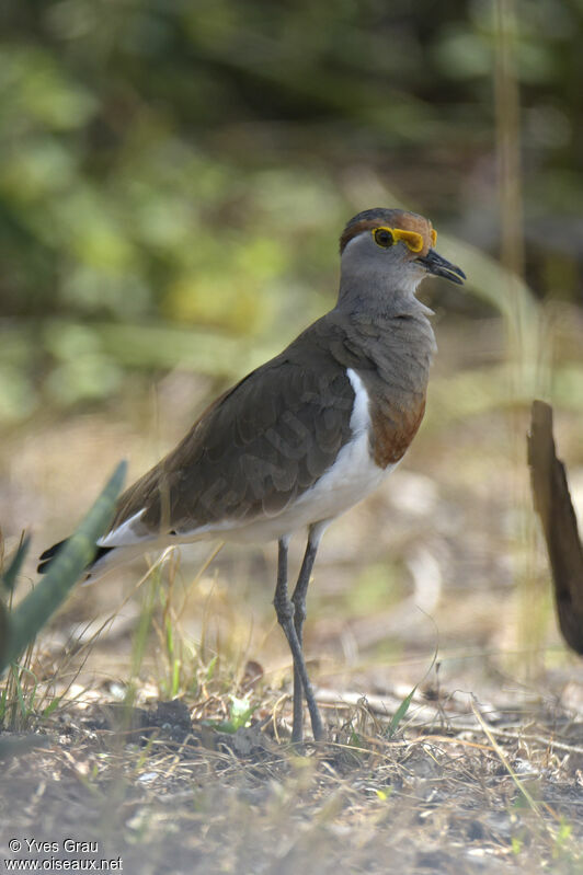 Brown-chested Lapwing