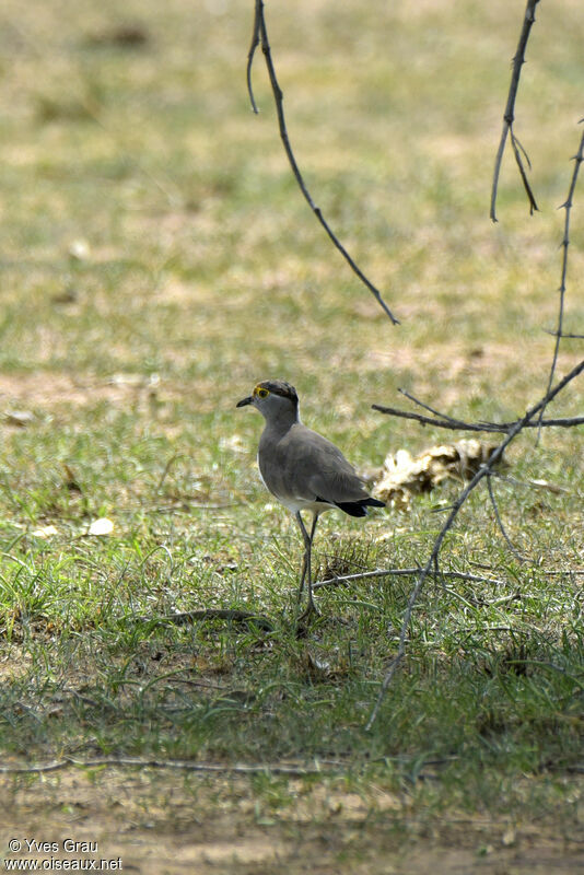 Brown-chested Lapwing