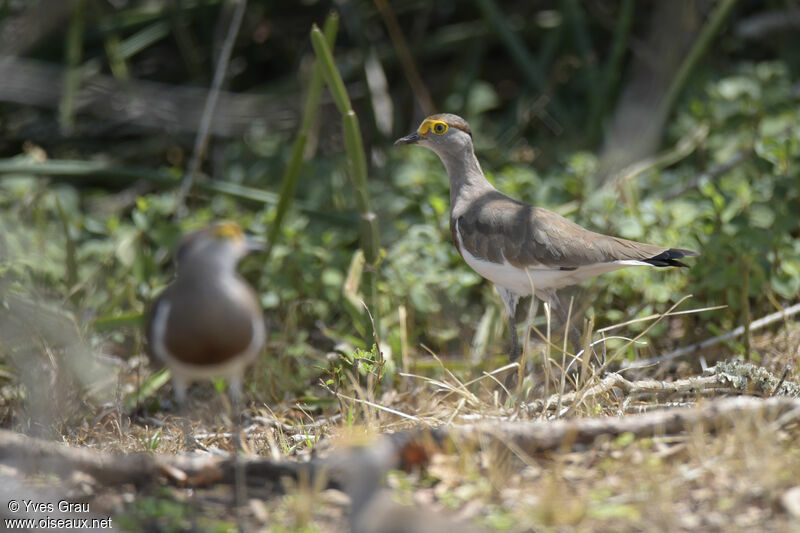 Brown-chested Lapwing