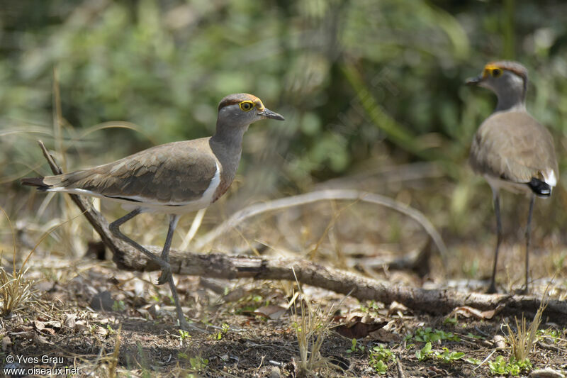 Brown-chested Lapwing