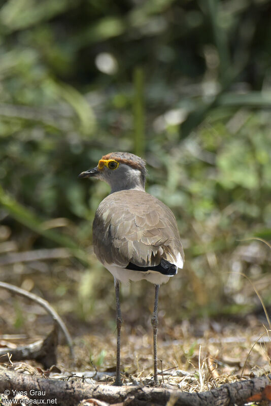 Brown-chested Lapwing