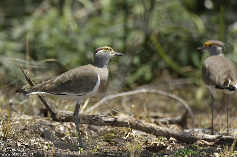 Brown-chested Lapwing