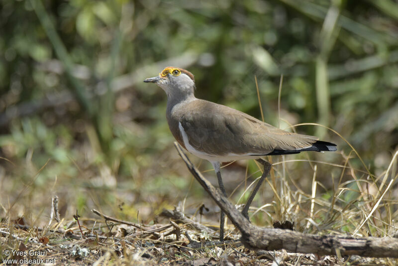 Brown-chested Lapwing