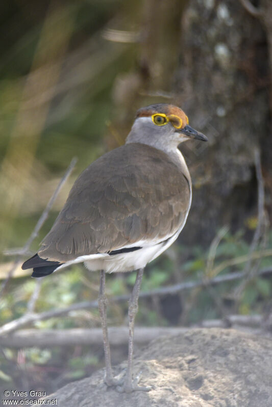 Brown-chested Lapwing