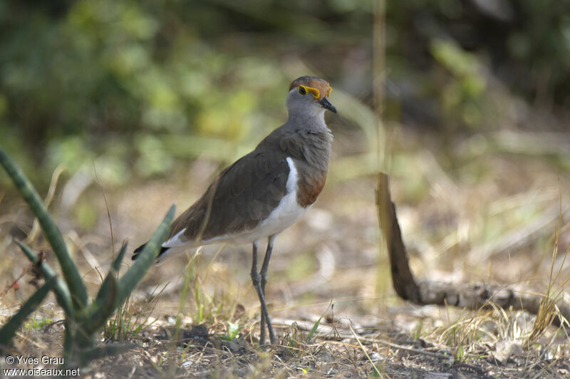 Brown-chested Lapwing