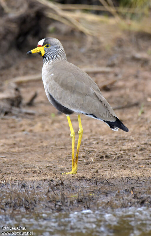 Vanneau du Sénégal