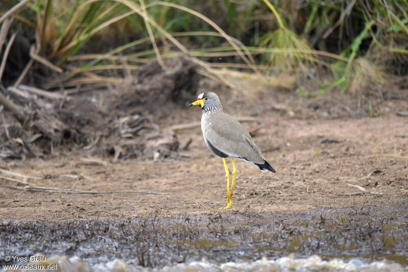 African Wattled Lapwing