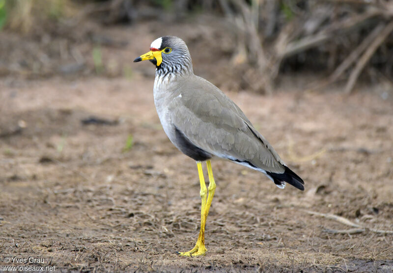 Vanneau du Sénégal