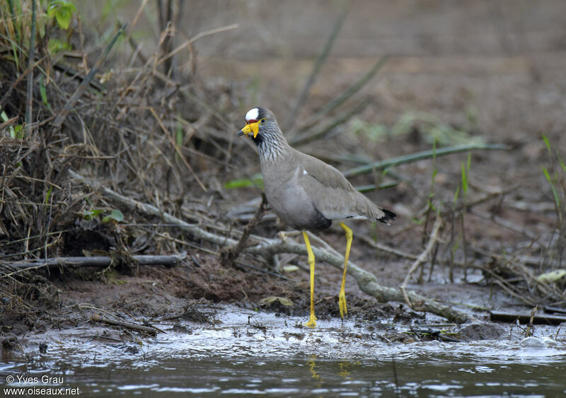 African Wattled Lapwing