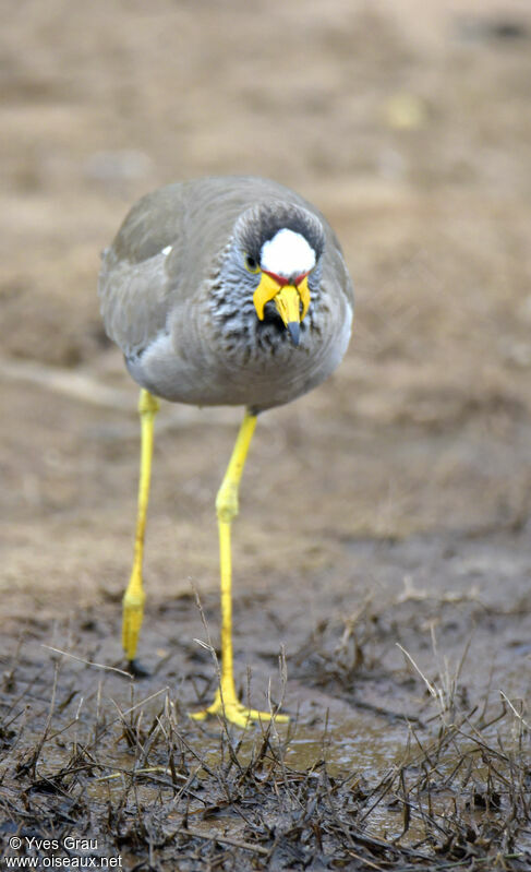 African Wattled Lapwing