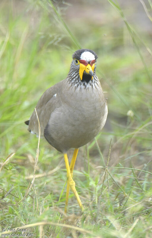 African Wattled Lapwing