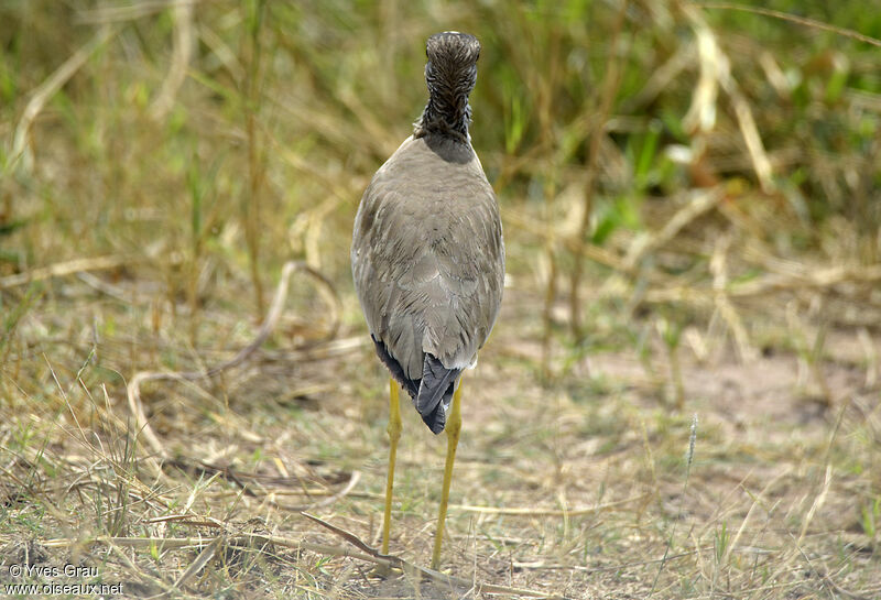 African Wattled Lapwing