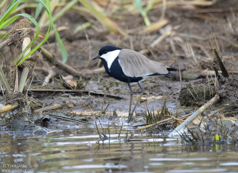 Spur-winged Lapwing