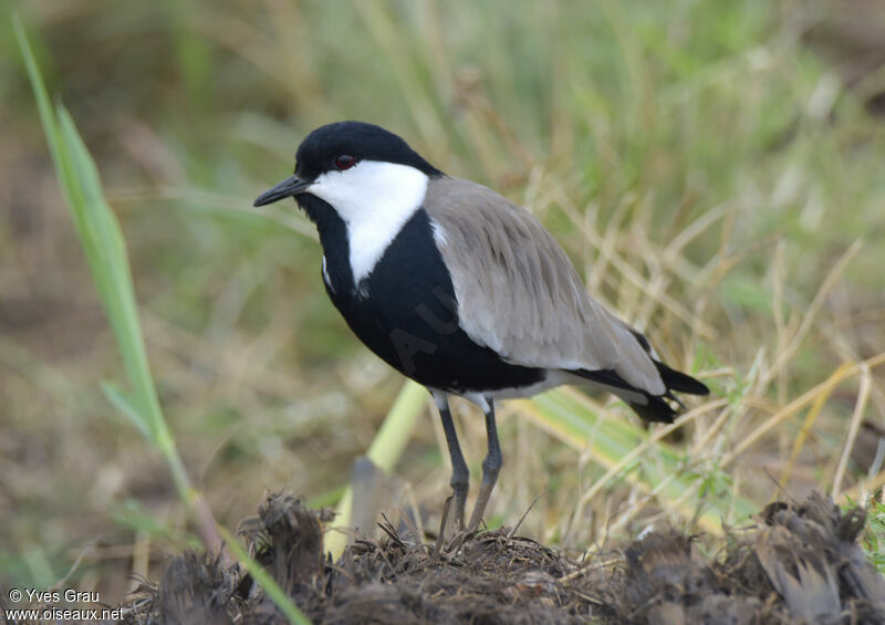 Spur-winged Lapwing