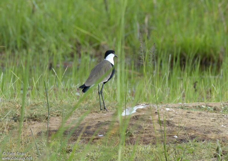 Spur-winged Lapwing