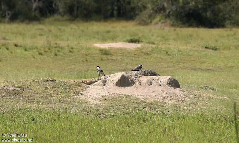 Spur-winged Lapwing