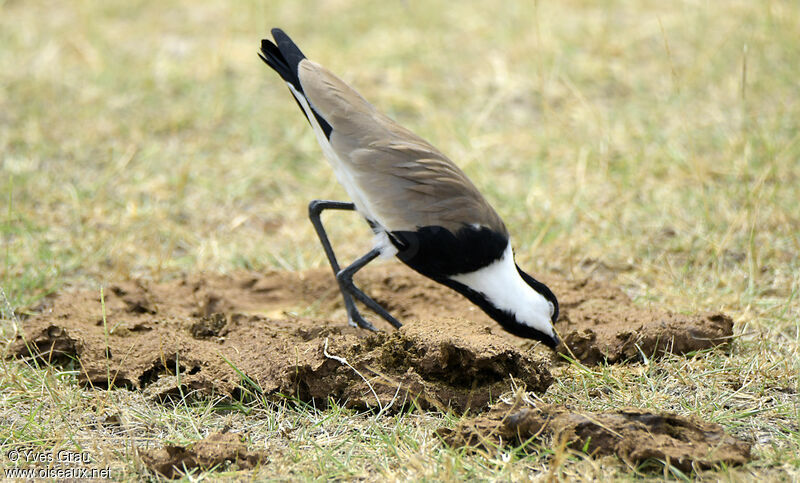 Spur-winged Lapwing