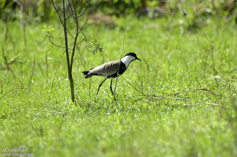 Spur-winged Lapwing