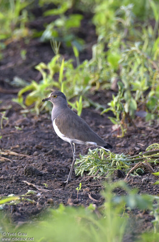 Senegal Lapwing