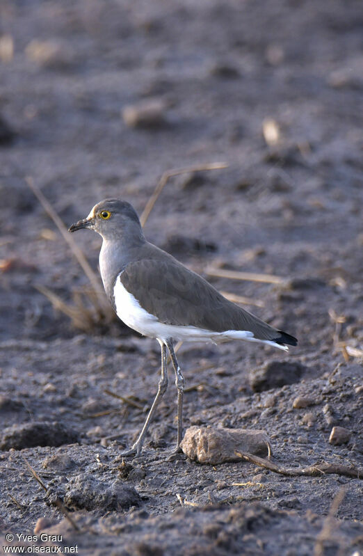 Senegal Lapwing