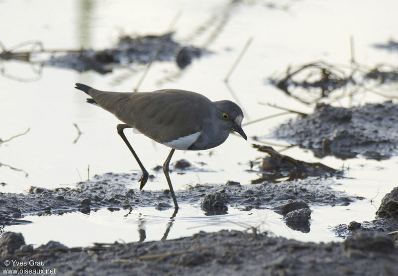 Senegal Lapwing