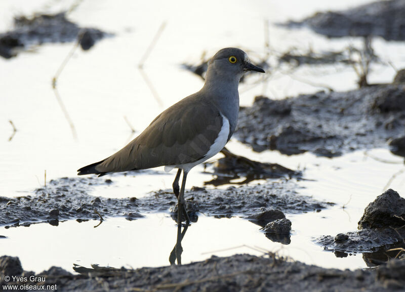 Senegal Lapwing