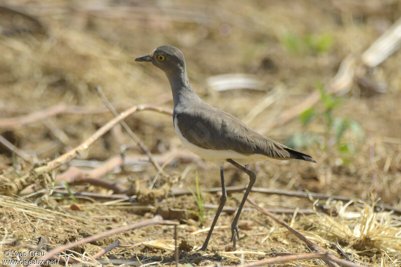 Senegal Lapwing