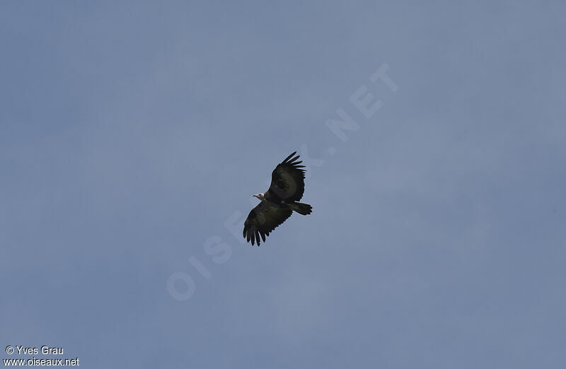 Hooded Vulture