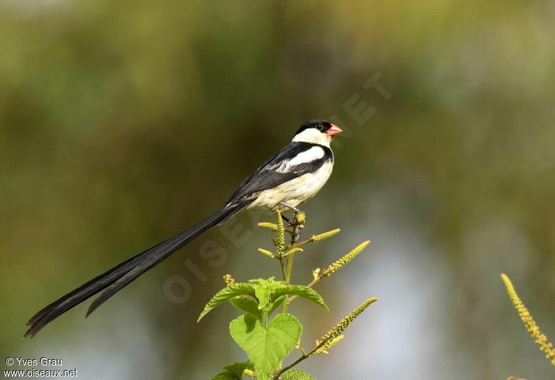 Pin-tailed Whydah male adult