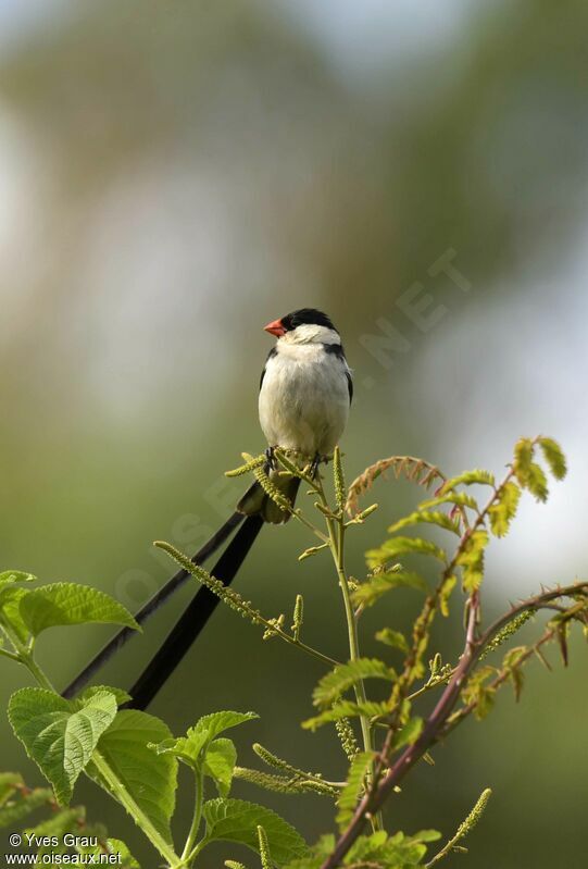 Pin-tailed Whydah male adult