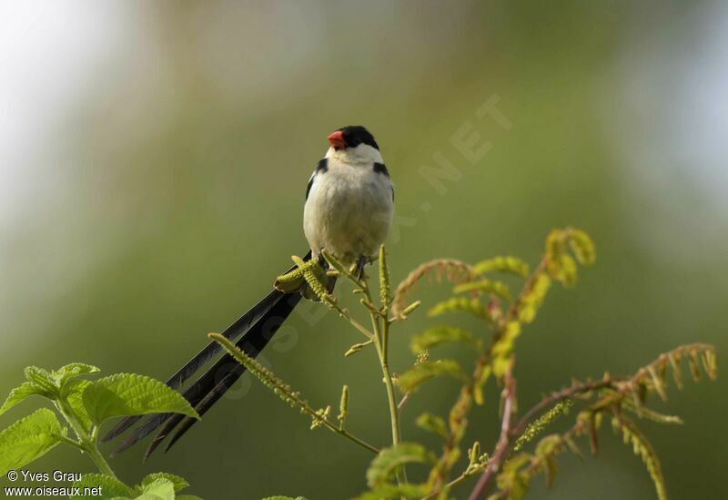 Pin-tailed Whydah male adult