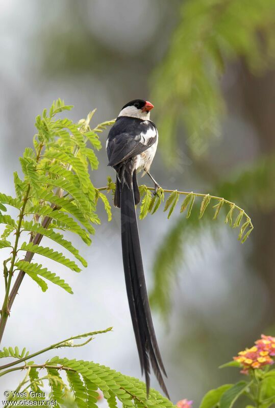 Pin-tailed Whydah male adult