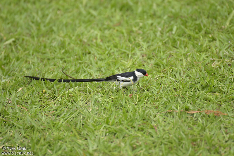 Pin-tailed Whydah male adult