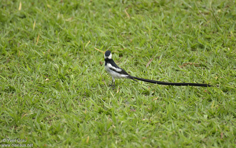 Pin-tailed Whydah male adult