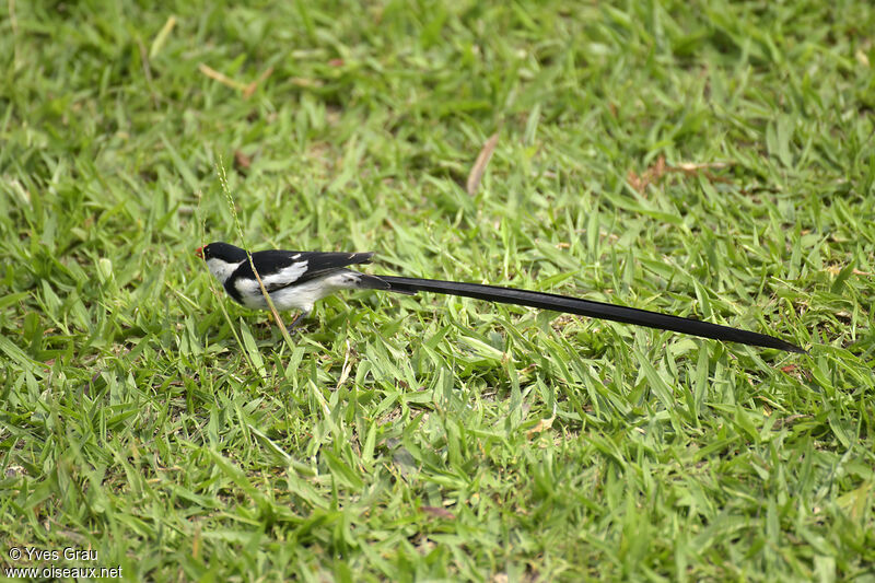 Pin-tailed Whydah male adult