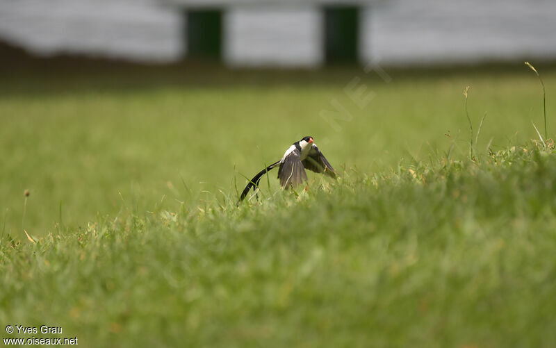 Pin-tailed Whydah male adult