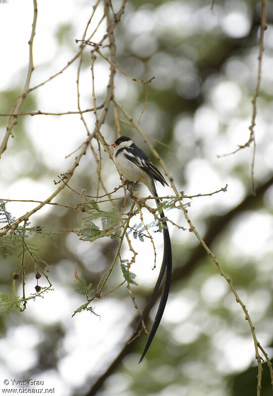 Pin-tailed Whydah male adult