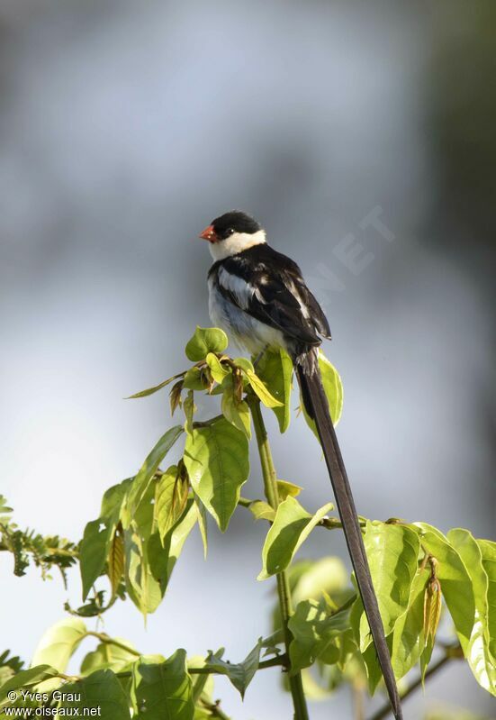 Pin-tailed Whydah male adult