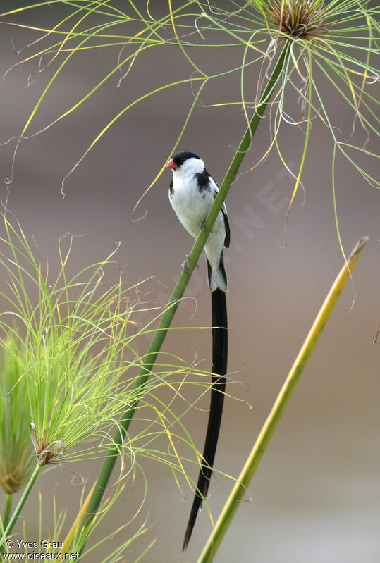 Pin-tailed Whydah male adult