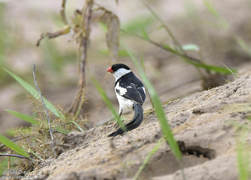 Pin-tailed Whydah male adult