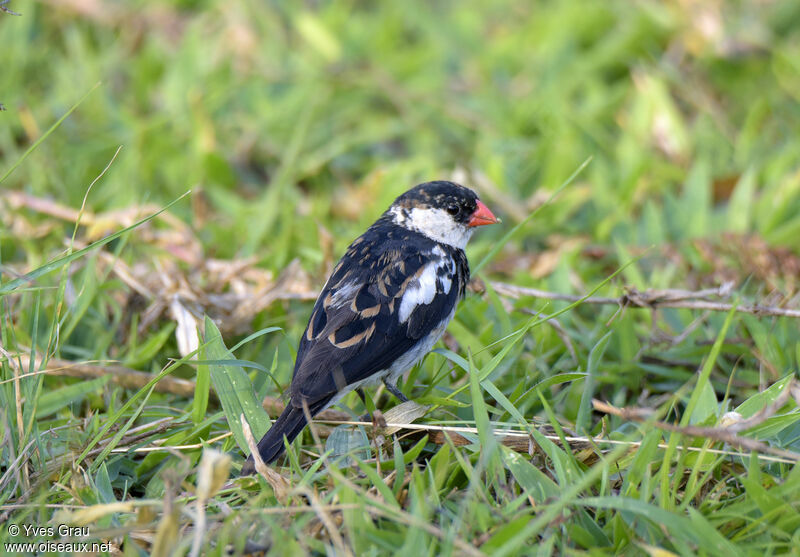 Pin-tailed Whydah female adult